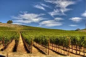 Wine Staff Pick